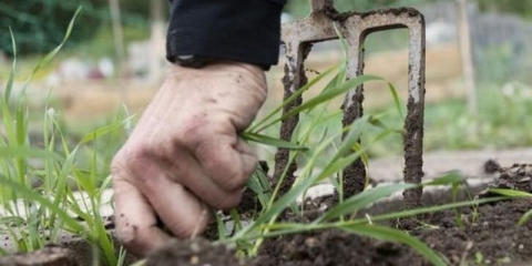 Kako se trajno riješiti trave na groblju